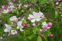 Apfelblüte