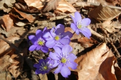 Leberblümchen tauchen im Frühling  die Hänge in Blau