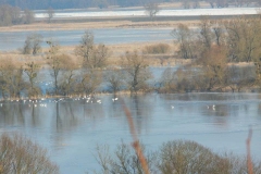 Überflutete Polderwiesen bei Stützkow