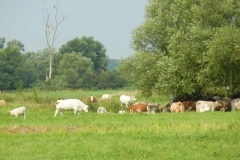 Beweidete Polderwiesen bei Alt Galow