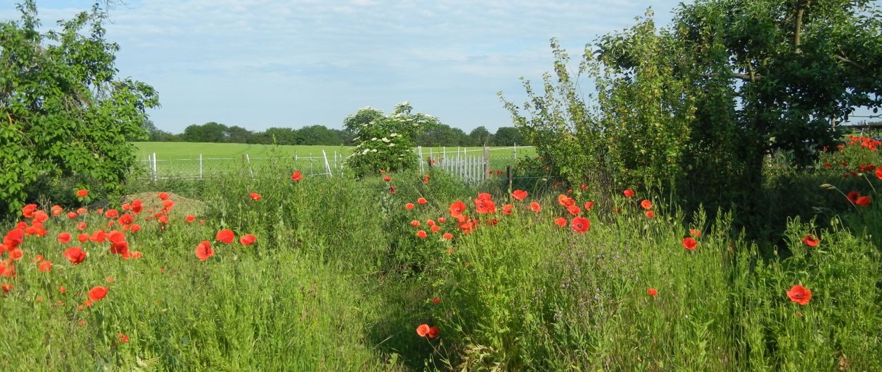 Blick über den Garten zum Wald